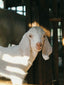 We Support Animal-Free
